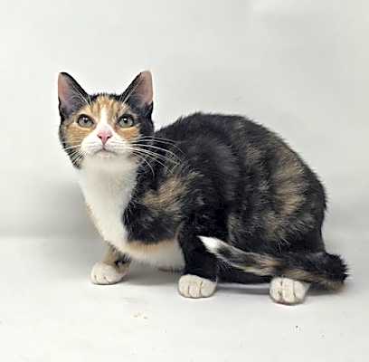 Photo of Jinx #image
