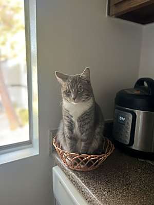 Photo of Cinos #image