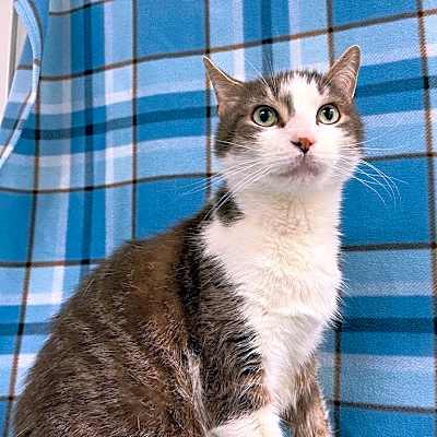 Photo of Porthos #image