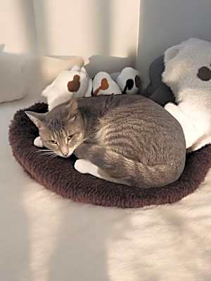 Photo of KitKat #image