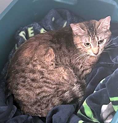 Photo of SYBIL #image