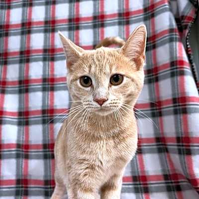 Photo of Lumine #image