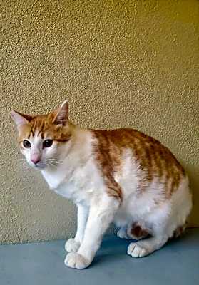 Photo of Sugar 2 #image