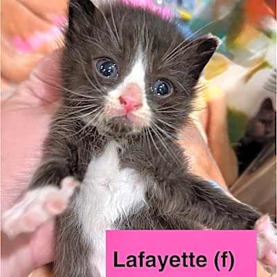 Photo of Lafayette #image