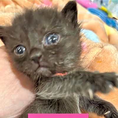 Photo of Duchess #image