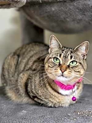 Photo of Coco #image