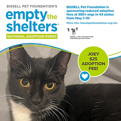 Photo of Joey - $25 Bissell Sponsored Adoption Fee! #image