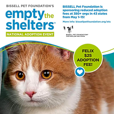 Photo of Felix -$25 Bissell Sponsored Adoption Fee! #image