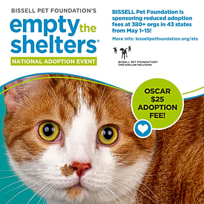Photo of Oscar - $25 Bissell Sponsored Adoption Fee! #image