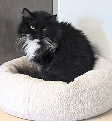 Photo of Calpurnia #image