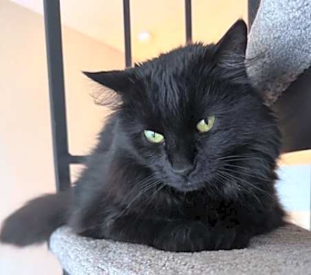Photo of Sylvanas #image