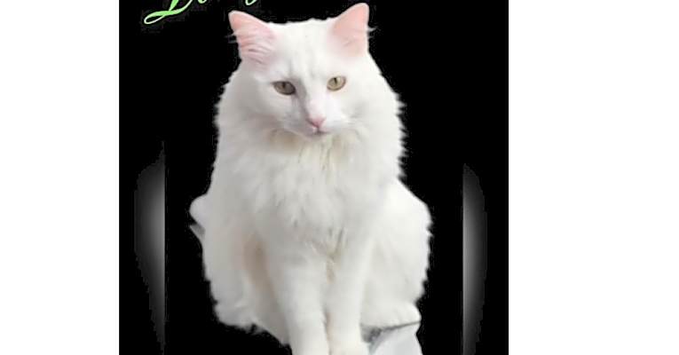 Photo of Lucy #image