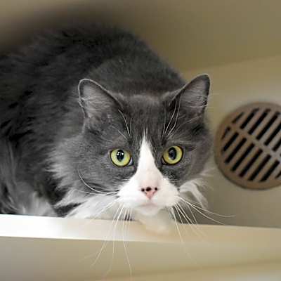 Photo of Cooper* #image