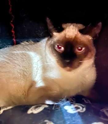 Photo of Milo #image