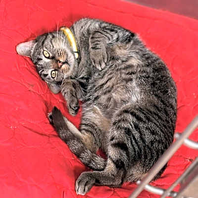 Photo of Griffin #image