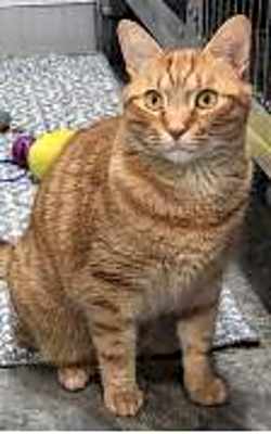 Photo of Sushi (& Stripes) #image