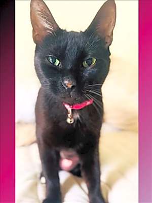 Photo of LUNA #image