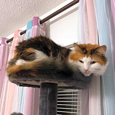 Photo of Purrky #image