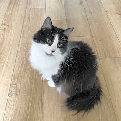 Photo of Meche #image