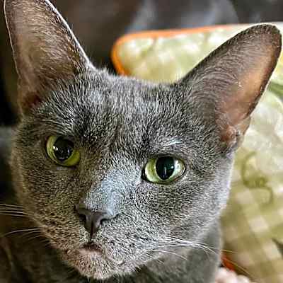 Photo of Roxy #image