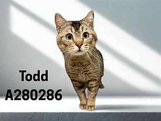 Photo of TODD #image
