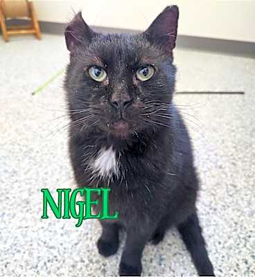 Photo of Nigel #image