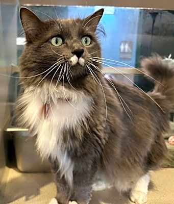 Photo of Abby - AVAILABLE #image