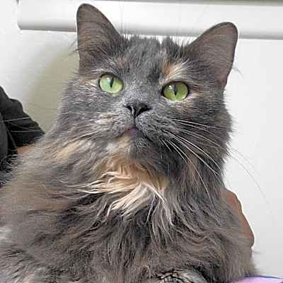 Photo of Pumpkin #image
