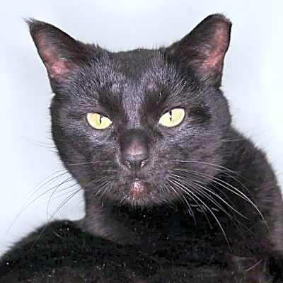 Photo of Coco #image