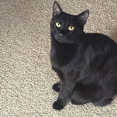 Photo of Sweetie #image