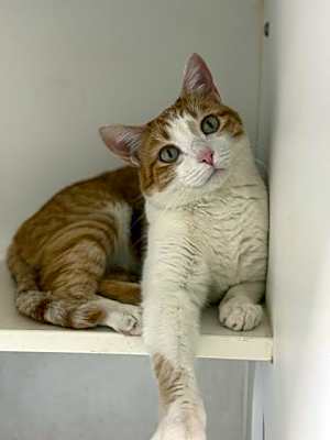 Photo of Mango (Taiki) #image