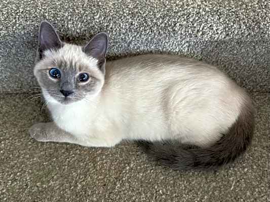 Photo of Luna #image
