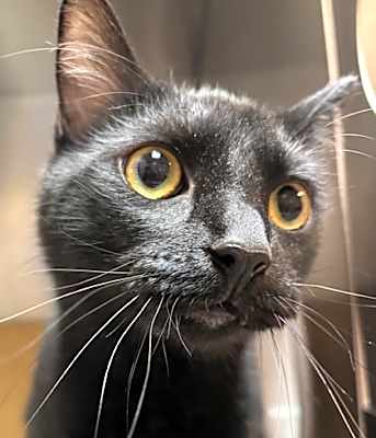 Photo of Binx #image