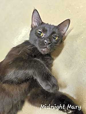 Photo of Midnight Mary #image