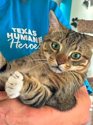 Photo of Linx #image