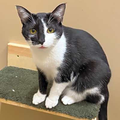 Photo of Domino #image