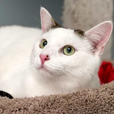 Photo of Zelda (bonded with Piper) #image