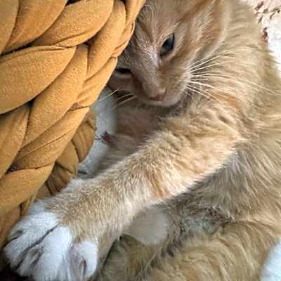 Photo of Pogo (16561) #image