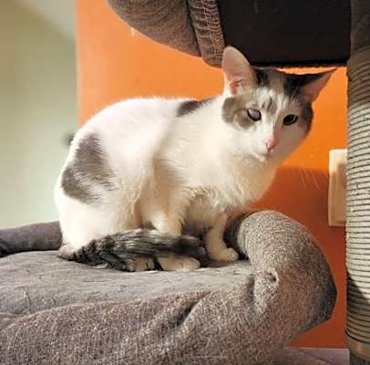 Photo of Curly #image