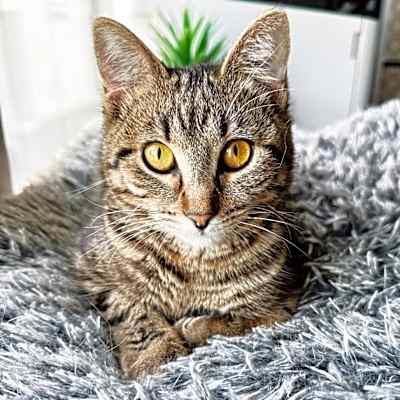 Photo of Turbo No Flametail #image
