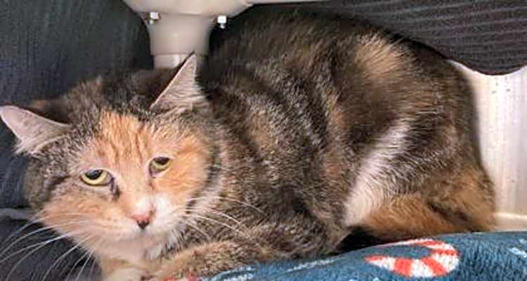 Photo of Barn Cat Blossom #image
