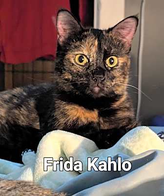 Photo of Frida Kahlo #image