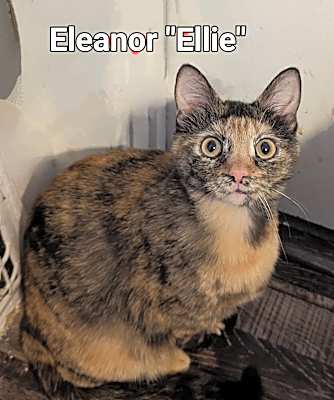 Photo of Eleanor "Ellie" #image