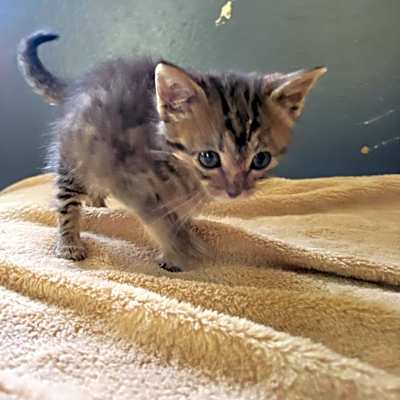 Photo of Biscuit #image