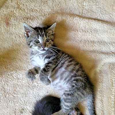 Photo of Croissant #image