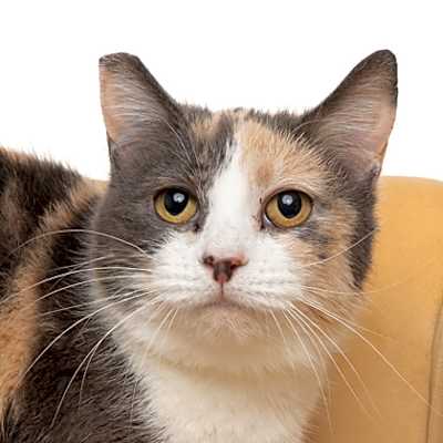 Photo of Buttercup #image