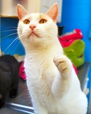 Photo of Oliver #image