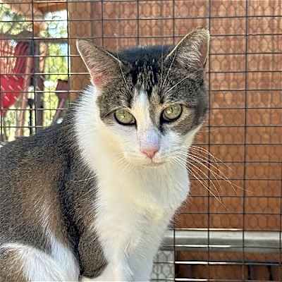 Photo of Nina [Permanent Foster] #image