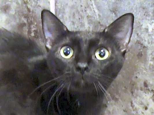 Photo of Heather - Barn Cat #image