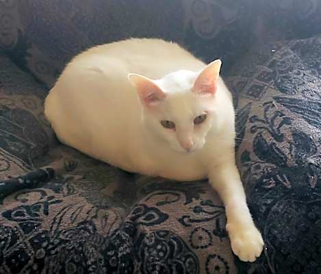 Photo of Arden #image
